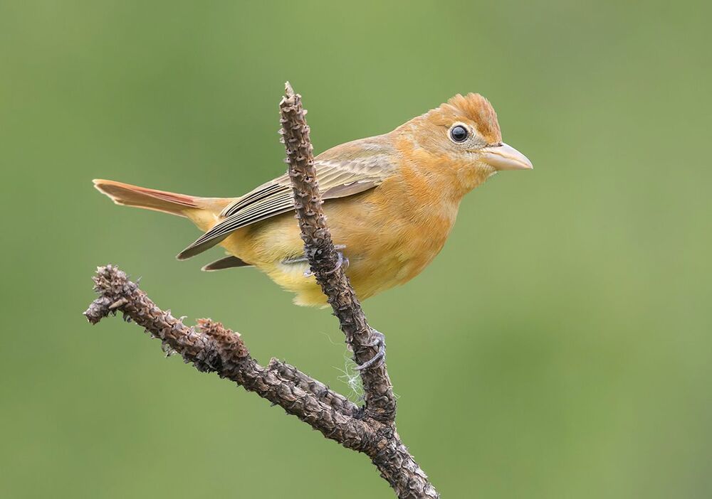 Summer tanager -Алая пиранга