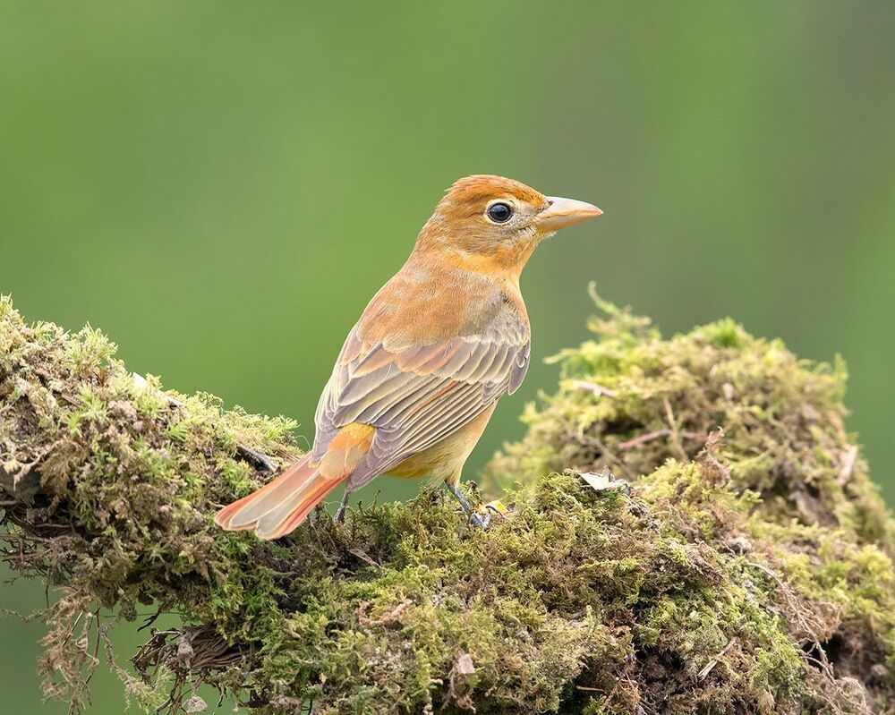 Summer tanager -Алая пиранга