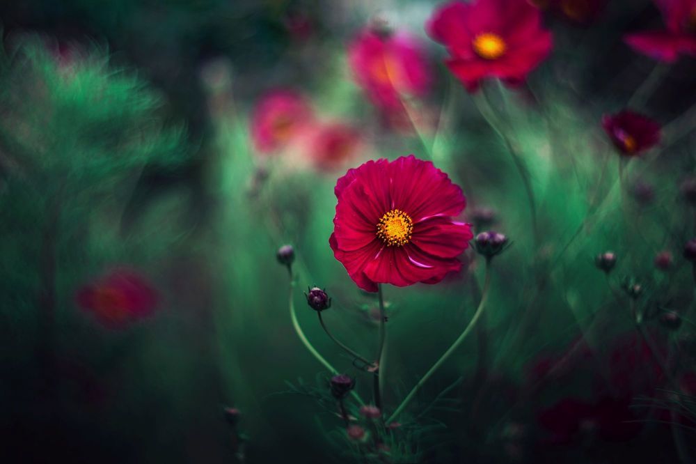 Nature