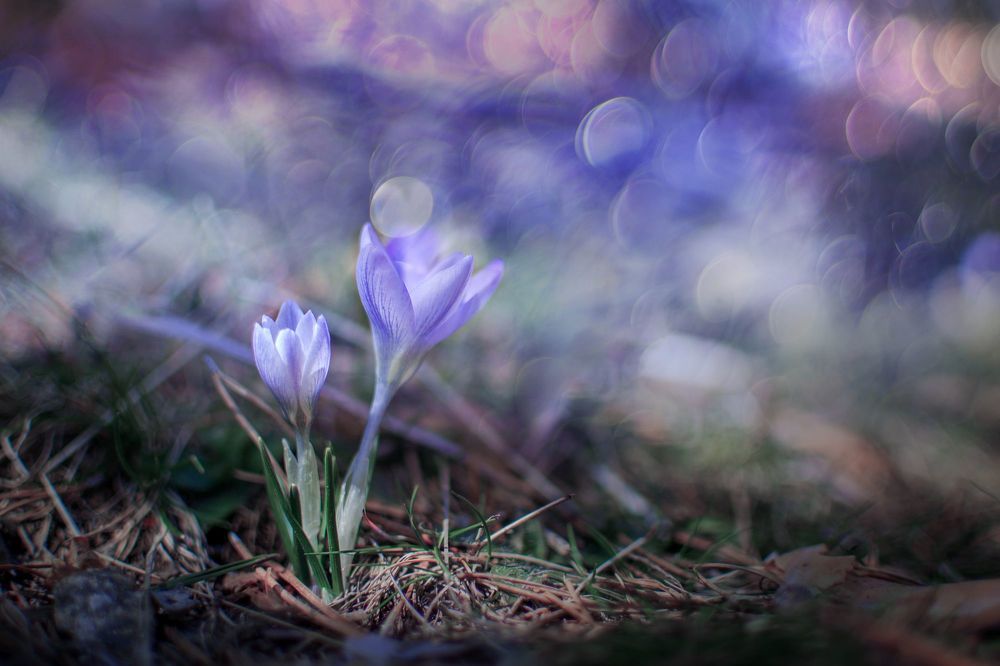 Nature