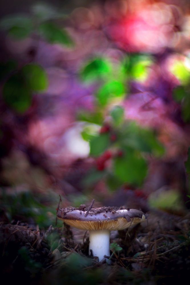 Nature