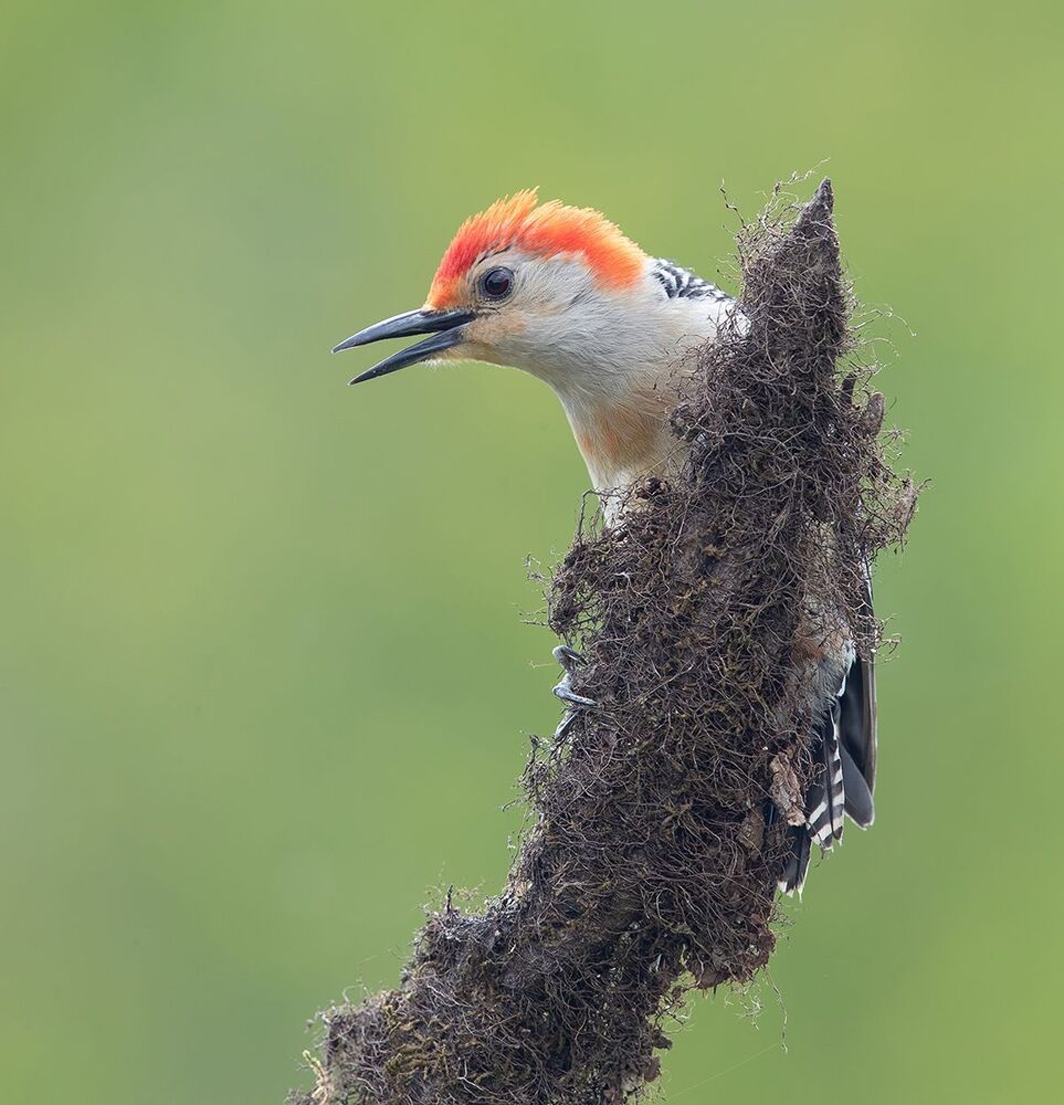 Red-bellied Woodpecker male - Дятлы.Каролинский меланерпес