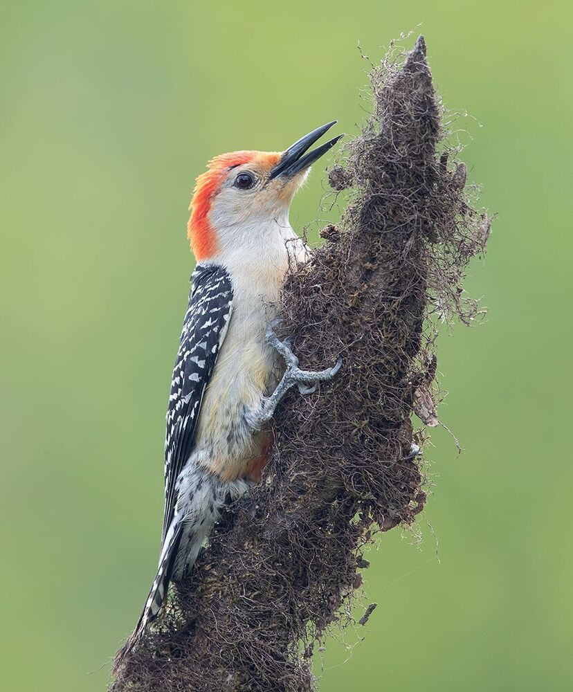 Red-bellied Woodpecker male - Дятлы.Каролинский меланерпес