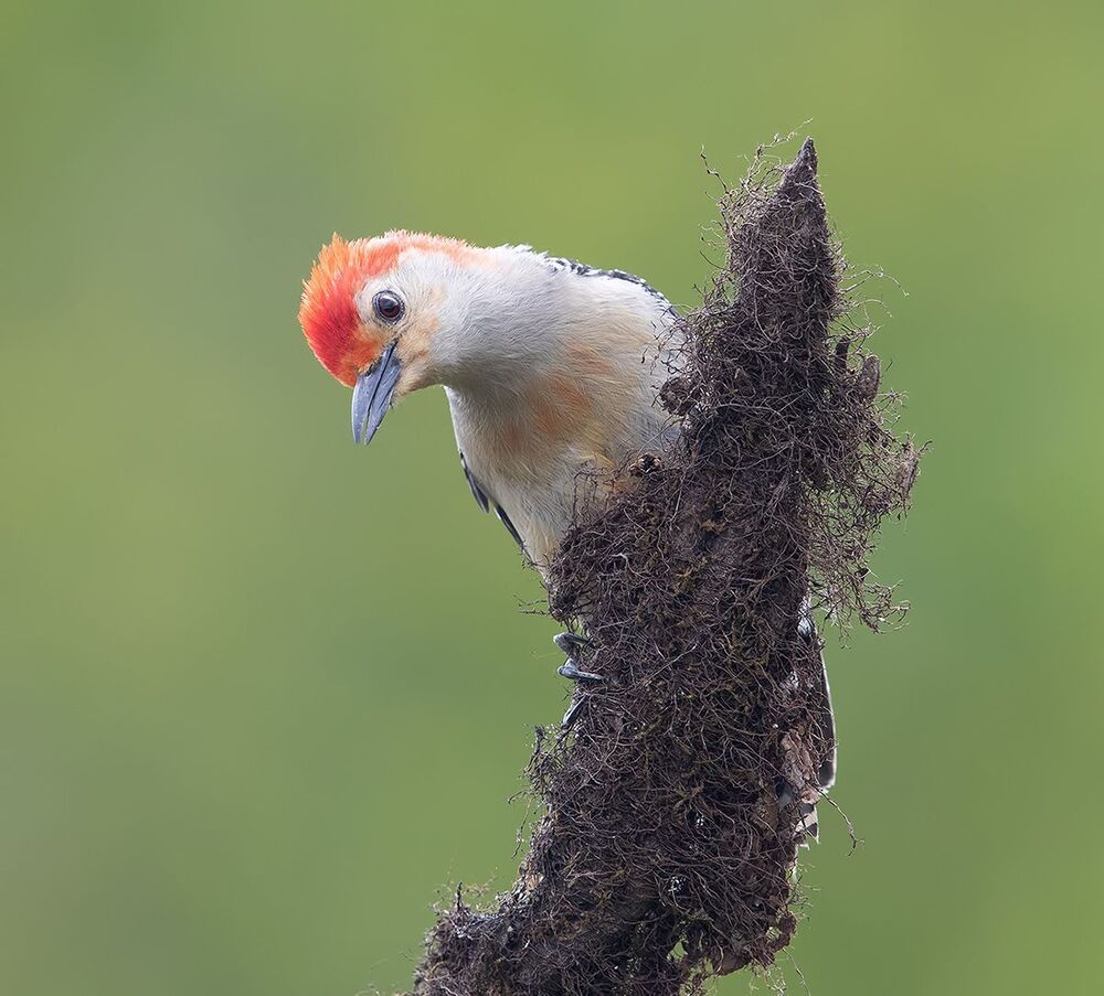 Red-bellied Woodpecker male - Дятлы.Каролинский меланерпес