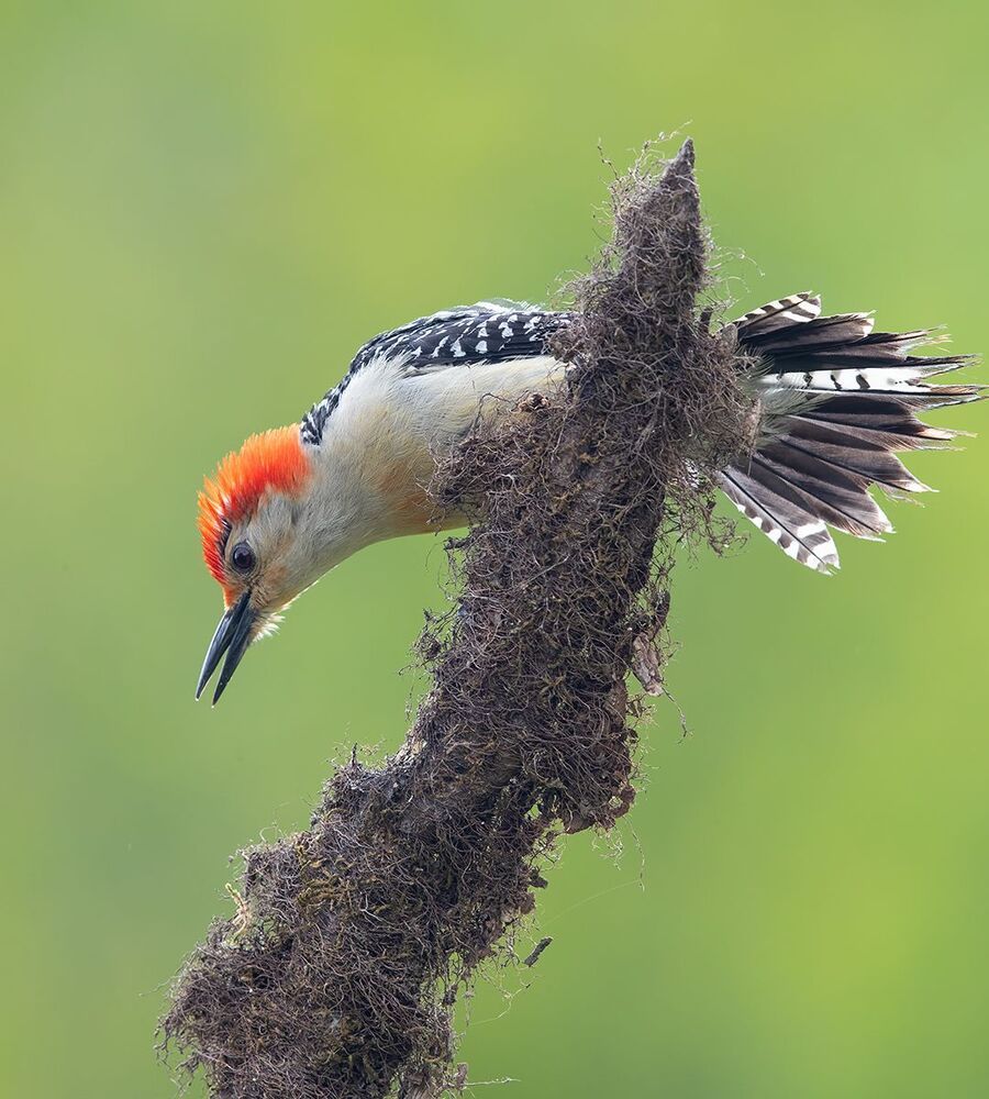 Red-bellied Woodpecker male - Дятлы.Каролинский меланерпес