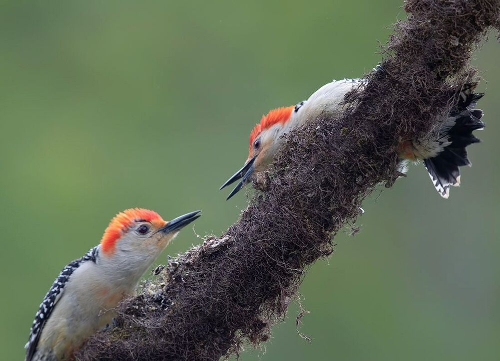 Red-bellied Woodpecker male - Дятлы.Каролинский меланерпес