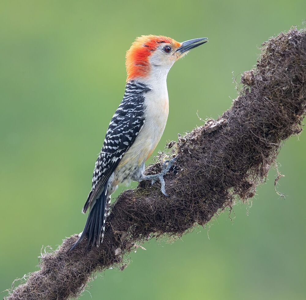 Red-bellied Woodpecker male - Дятлы.Каролинский меланерпес