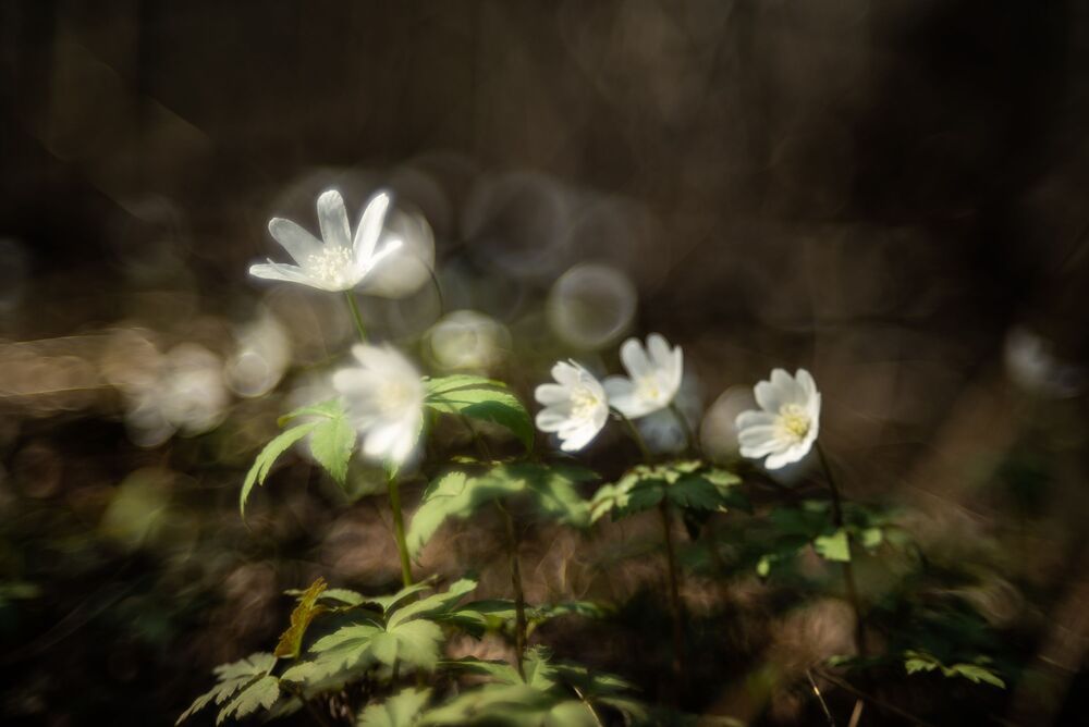 Photo 1272462