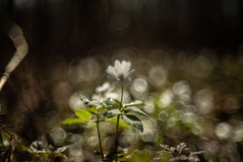 Photo 1272464