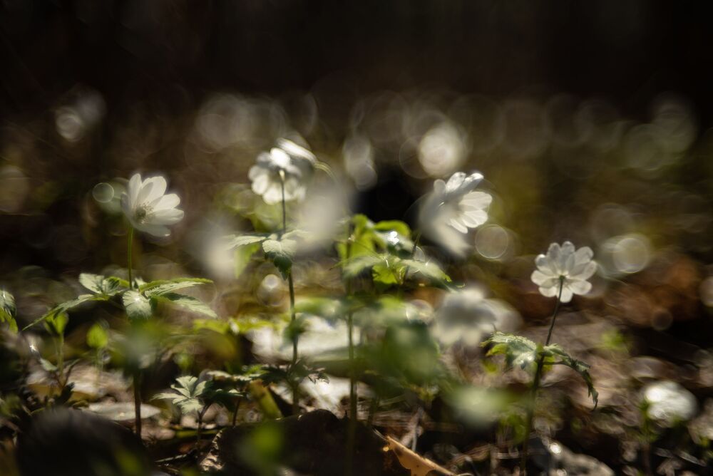 Photo 1272466