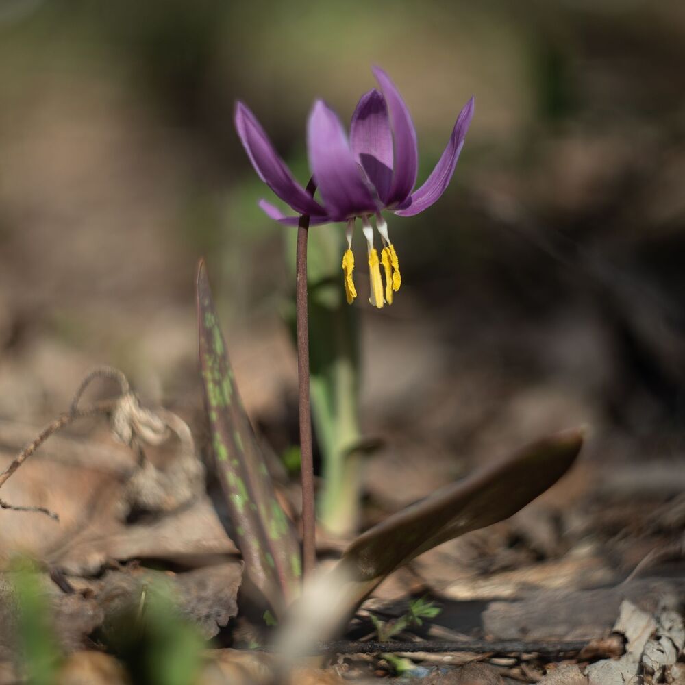 Photo 1272468