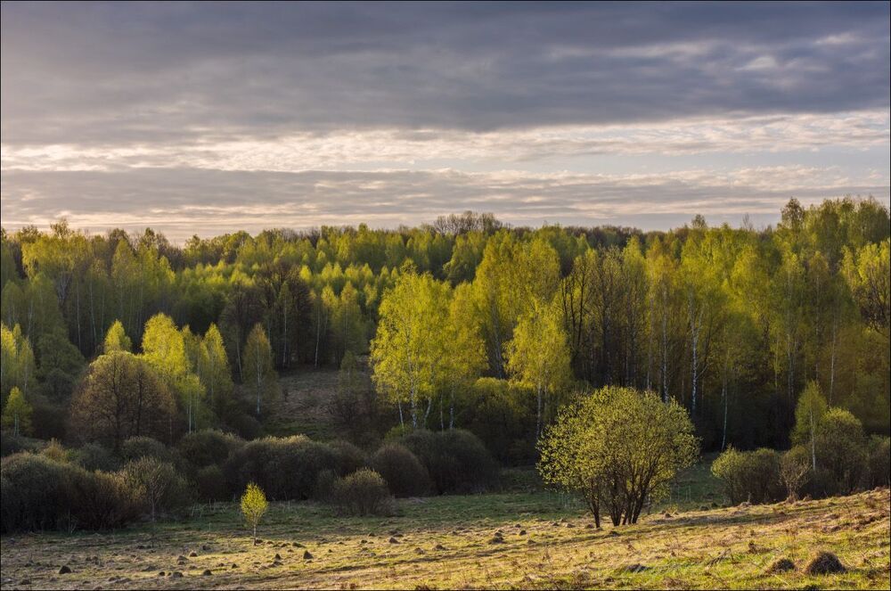 Утренний свет по первой зелени