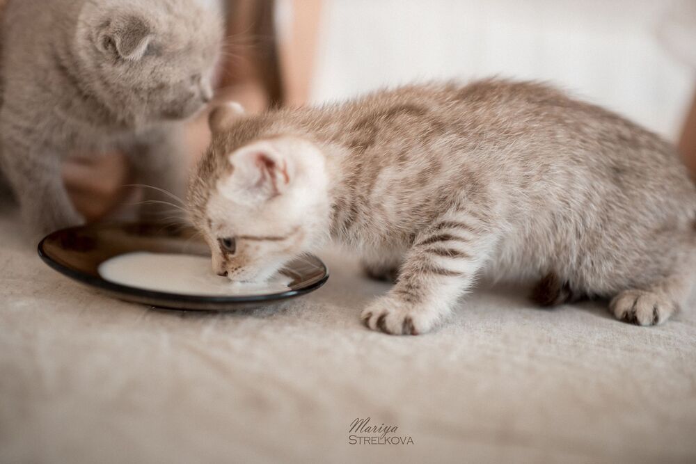 Божечки - кошечки!