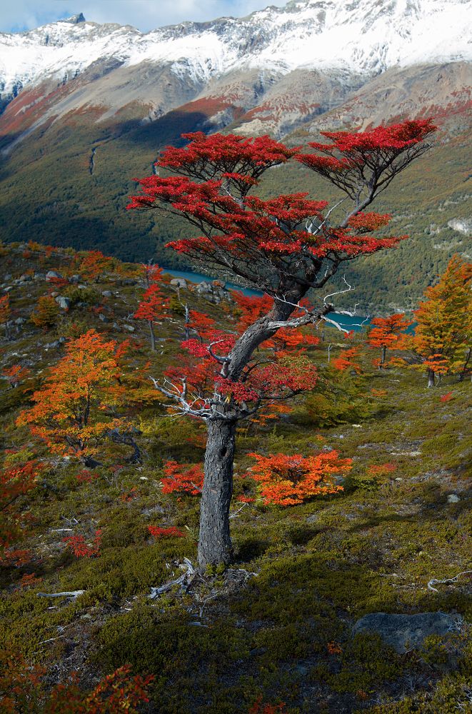 More autumn colors from Fitz Roy
