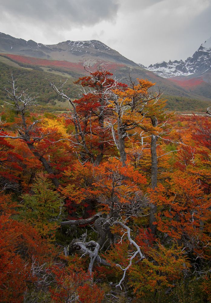 More autumn colors from Fitz Roy