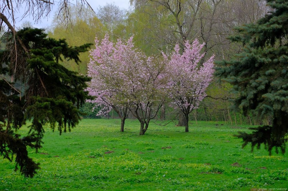 Краски весны