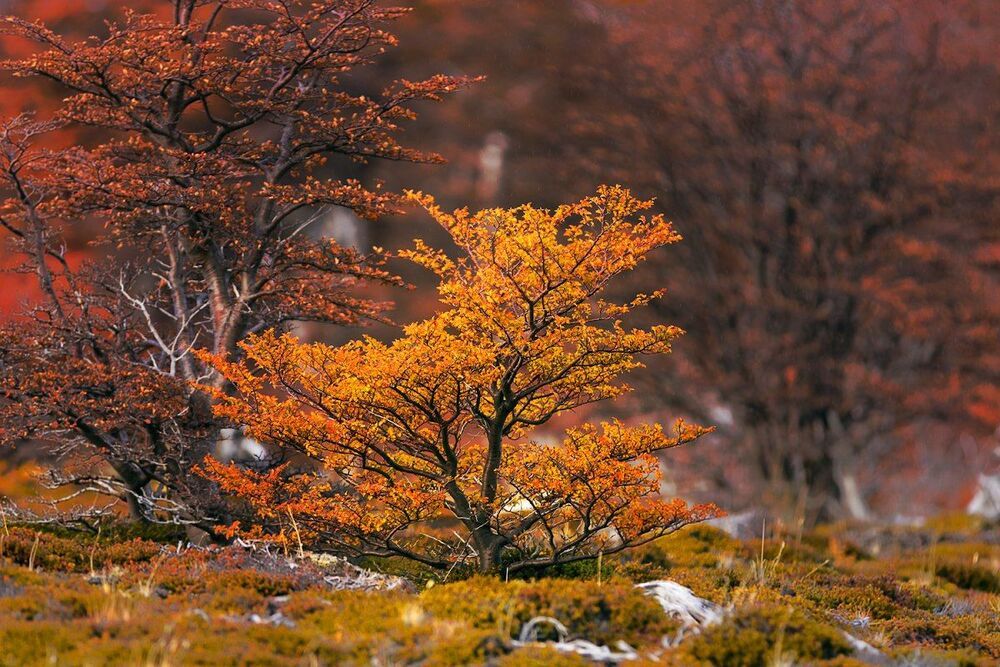 Mount Fitz Roy at sunrise, El Chalten. Patagonia. Argentina; Head in the Clouds. Langtang. Nepal; Golden music of the Garonne. Gateway Viguerie. Toulouse; Watercolor of rain. North Berwick. Scotland; Autumn in Los Glaciares National Park; White summer nig