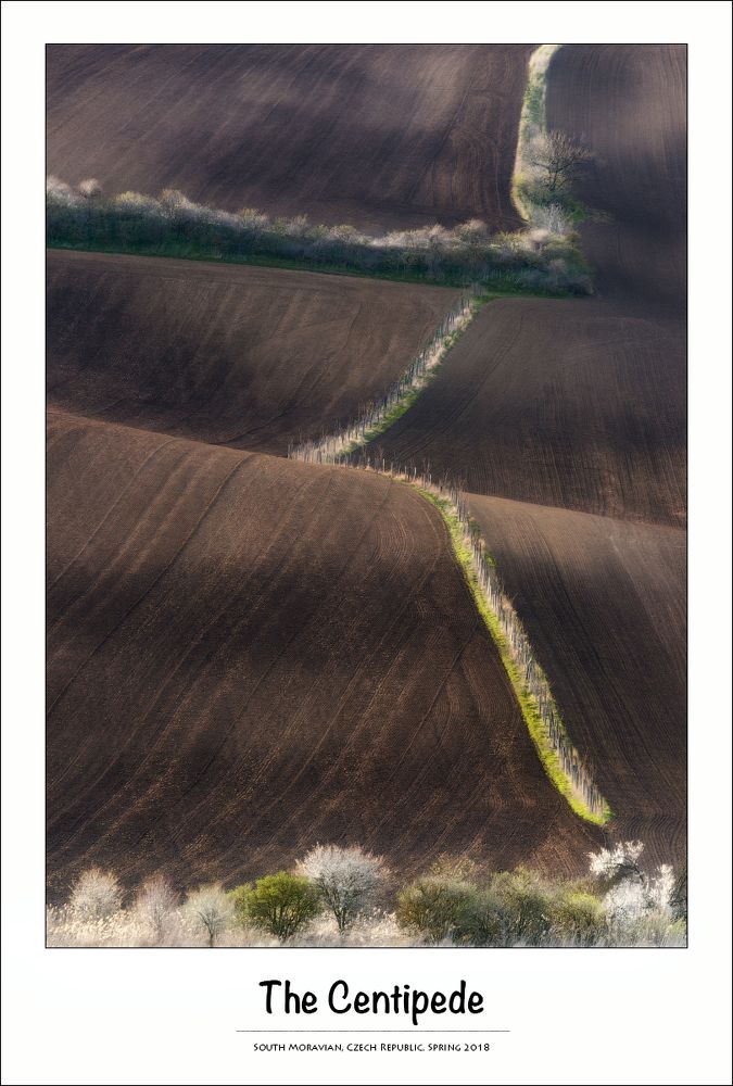"Сороконожка" (англ. - Centipede ).
Южная Моравия, весна 2018, раннее утро.

South Moravian, Czech Republic, April 2018.