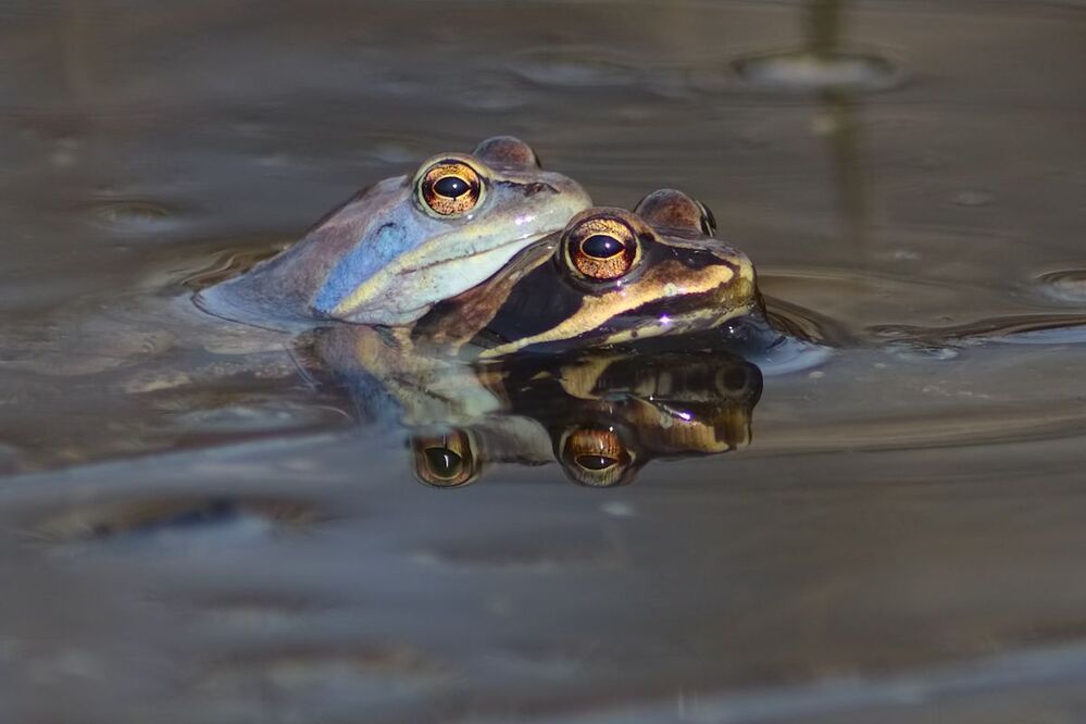 лягушачьи страсти