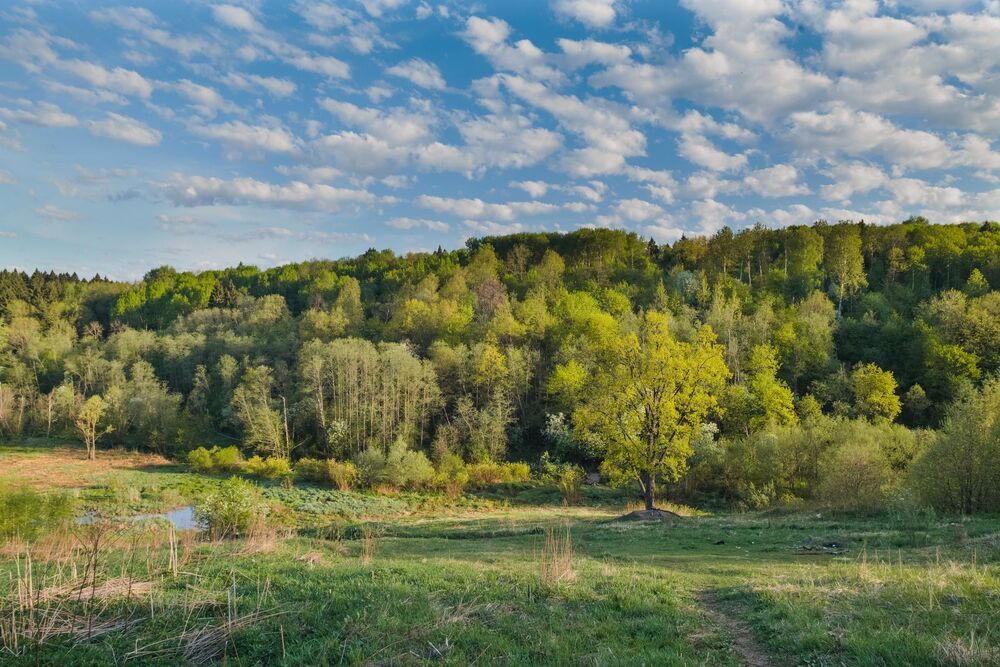 Майский лес