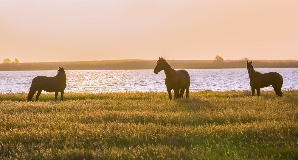 Лошади на водопое.