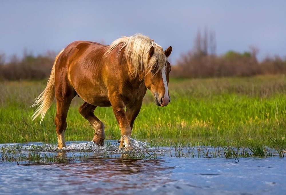 Лошади на водопое.