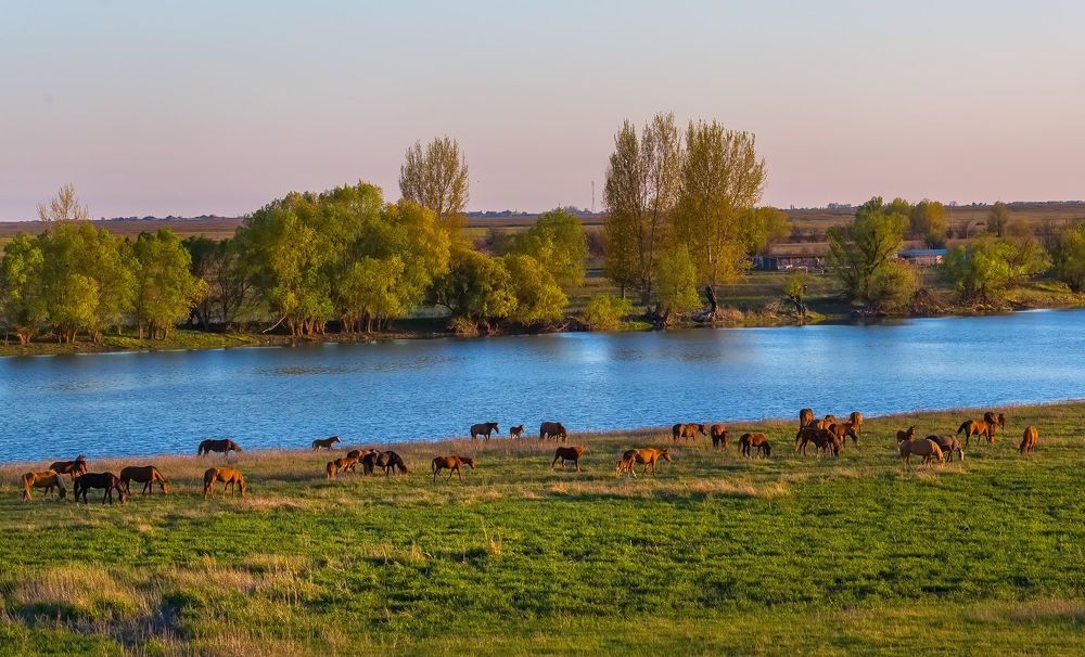 Лошади на водопое.