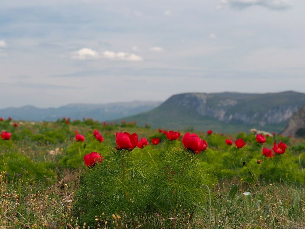 Дикий пион Крыма