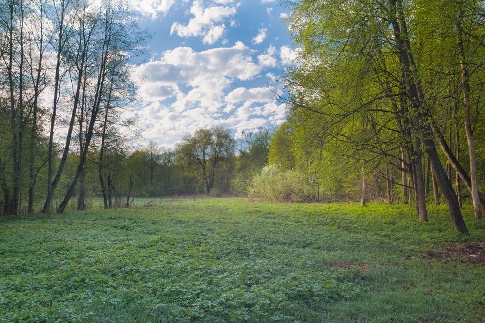 Лес в мае
