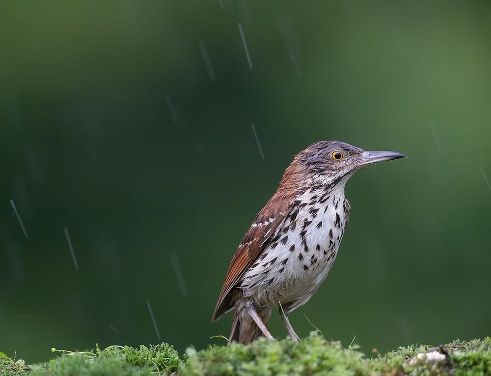 Коричневый пересмешник - Brown Thrasher
