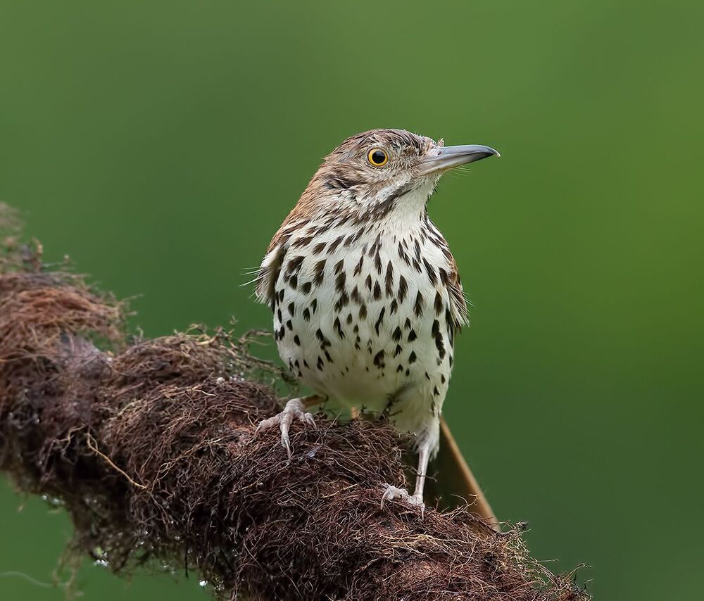 Коричневый пересмешник - Brown Thrasher