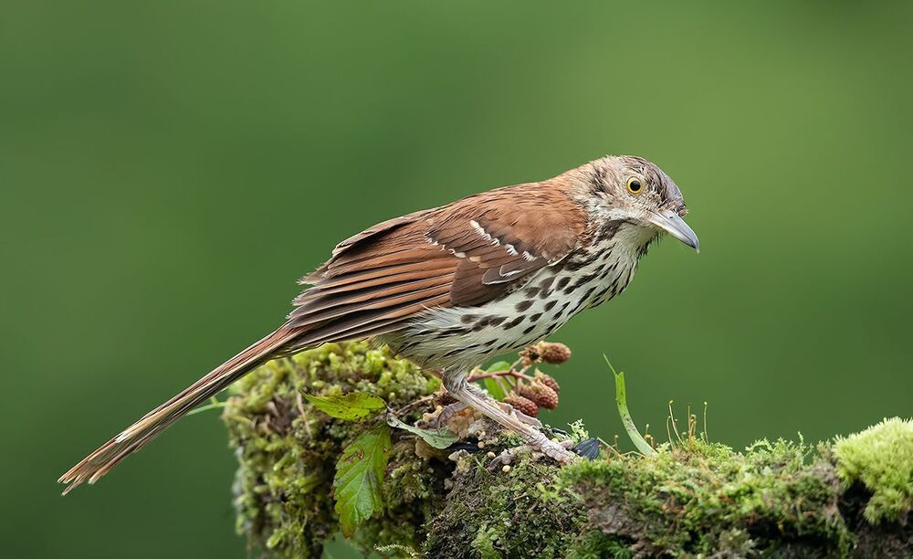 Коричневый пересмешник - Brown Thrasher