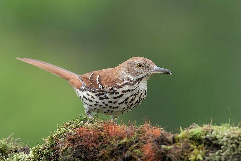 Коричневый пересмешник - Brown Thrasher