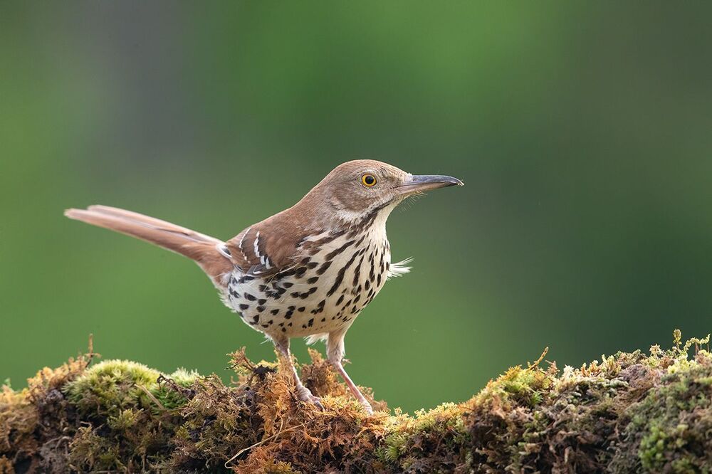 Коричневый пересмешник - Brown Thrasher