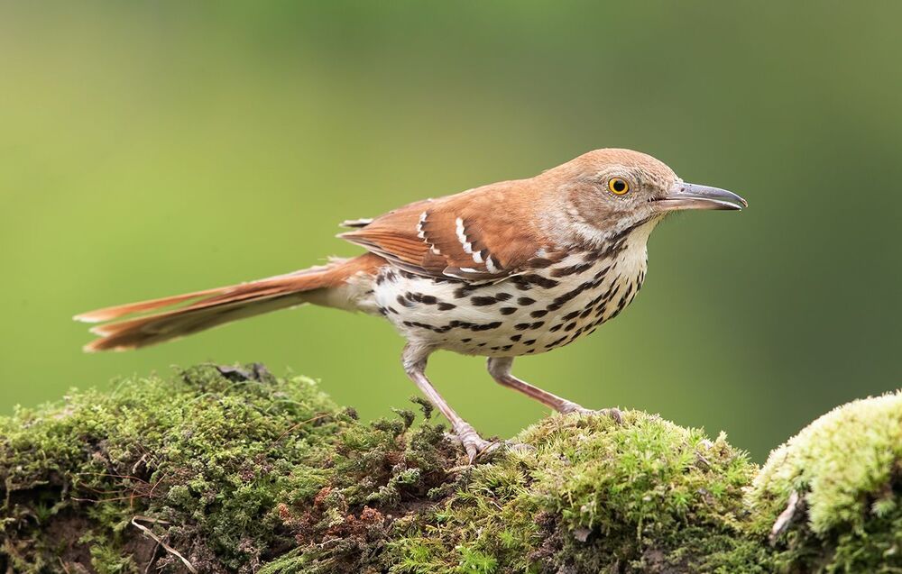 Коричневый пересмешник - Brown Thrasher