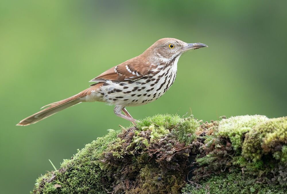 Коричневый пересмешник - Brown Thrasher