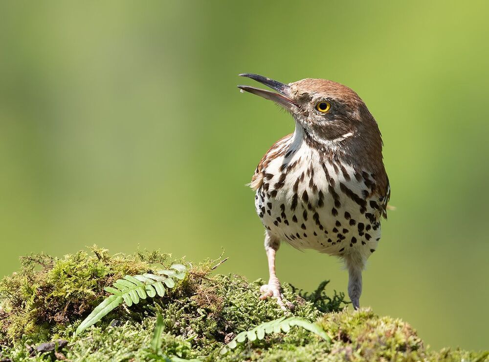 Коричневый пересмешник - Brown Thrasher