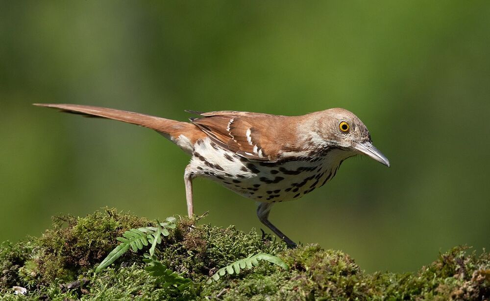 Коричневый пересмешник - Brown Thrasher
