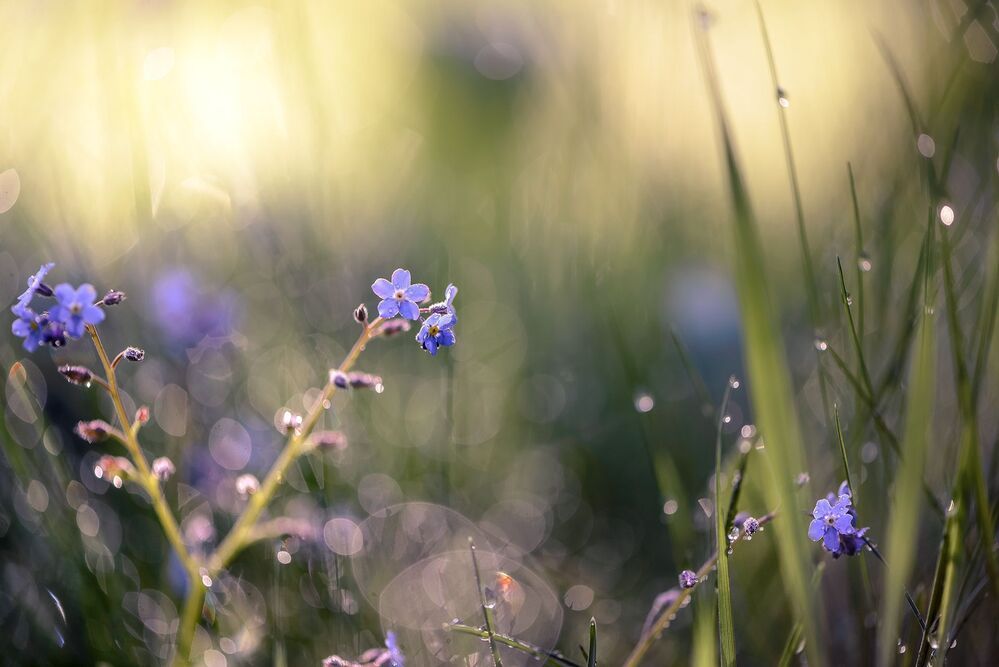 Forget-me-not