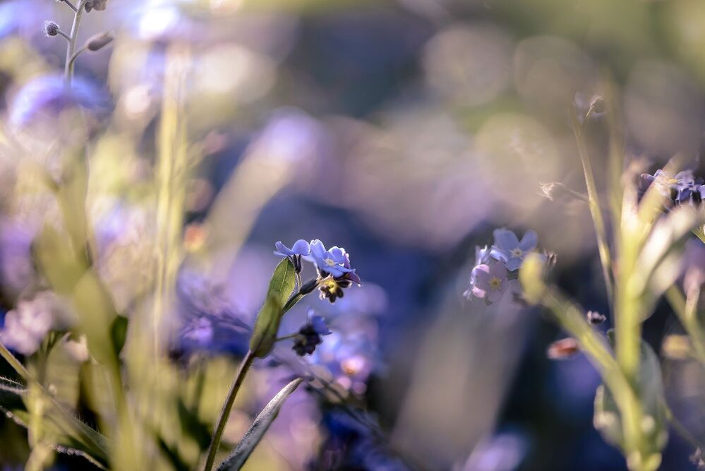 Forget-me-not