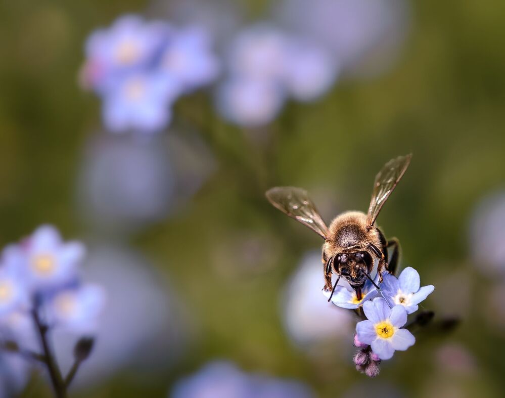 Forget-me-not