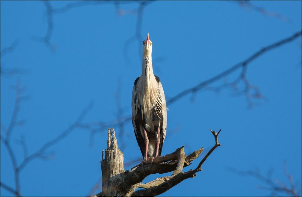 Цапли