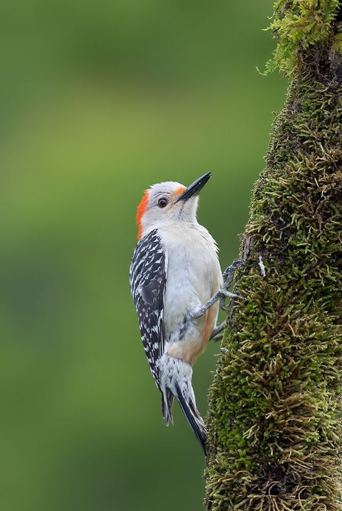 Дятлы - Каролинский меланерпес -Red-bellied Woodpecker male and Female
