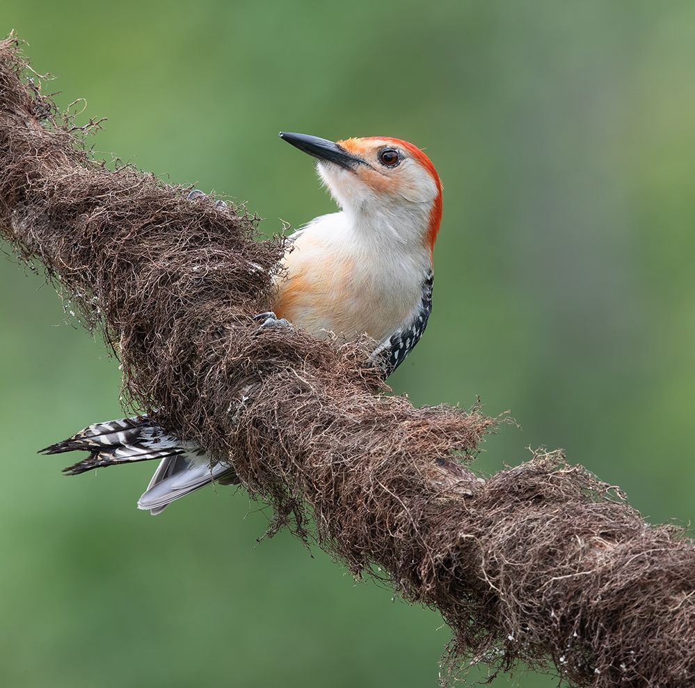 Дятлы - Каролинский меланерпес -Red-bellied Woodpecker male and Female