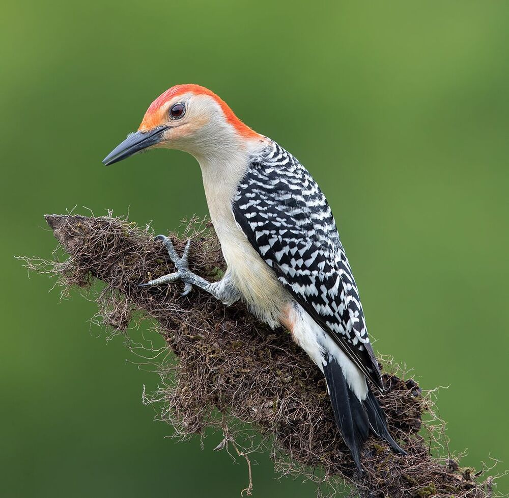 Дятлы - Каролинский меланерпес -Red-bellied Woodpecker male and Female