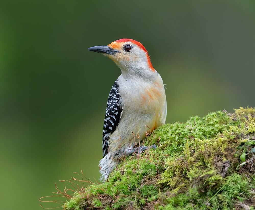 Дятлы - Каролинский меланерпес -Red-bellied Woodpecker male and Female