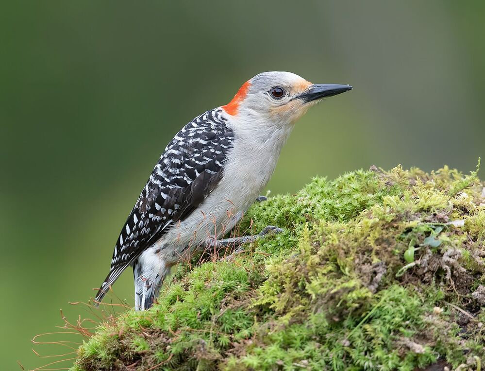 Дятлы - Каролинский меланерпес -Red-bellied Woodpecker male and Female