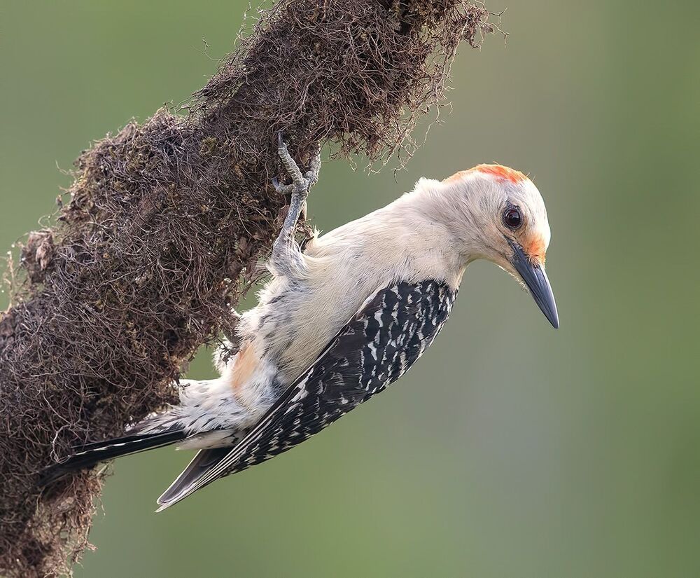 Дятлы - Каролинский меланерпес -Red-bellied Woodpecker male and Female