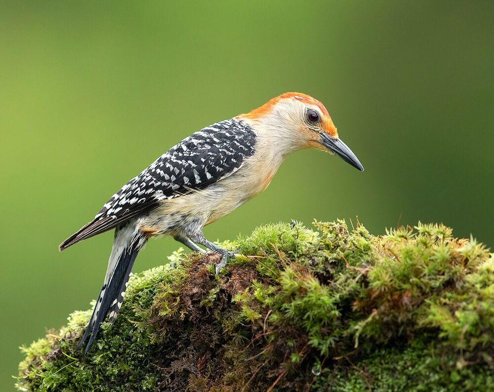 Дятлы - Каролинский меланерпес -Red-bellied Woodpecker male and Female