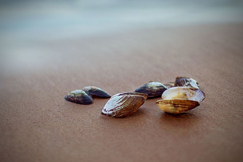 Photo 1277617